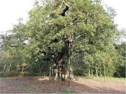 Major Oak